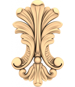 Королевский акант