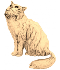 Звездный Кот