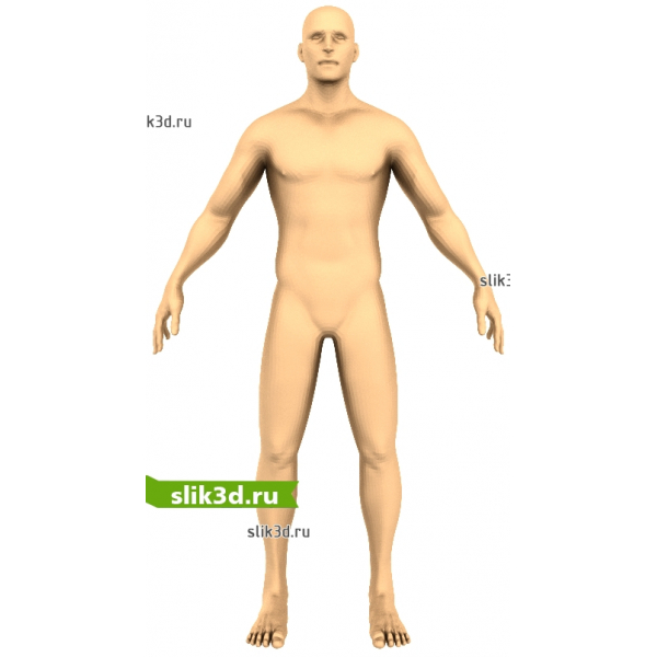 3D модель анатомической фигуры человека в STL